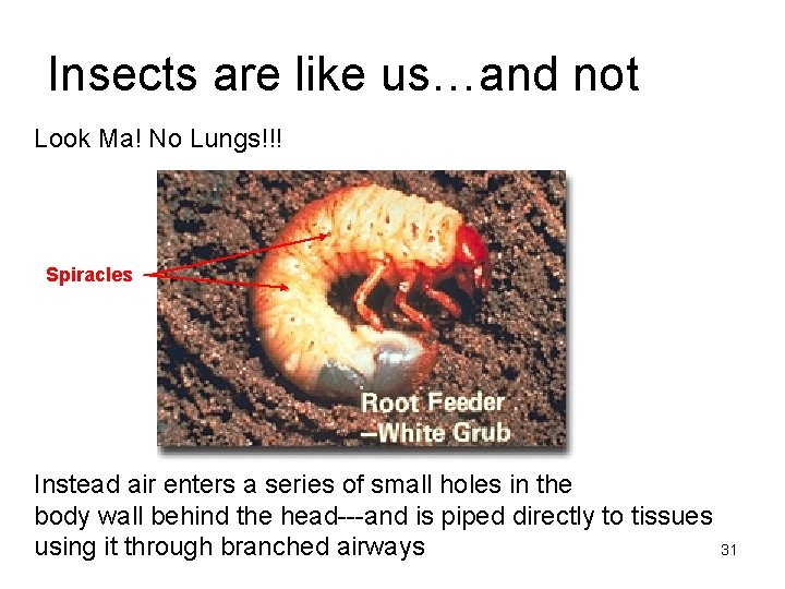 Insects are like us…and not Look Ma! No Lungs!!! Spiracles Instead air enters a