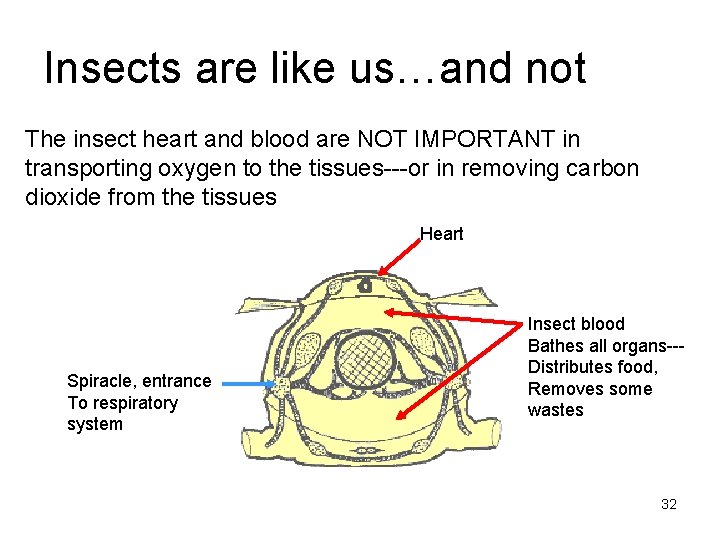 Insects are like us…and not The insect heart and blood are NOT IMPORTANT in