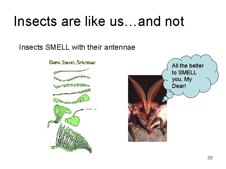 Insects are like us…and not Insects SMELL with their antennae All the better to