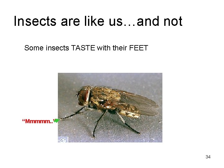 Insects are like us…and not Some insects TASTE with their FEET “Mmmmm. . ”