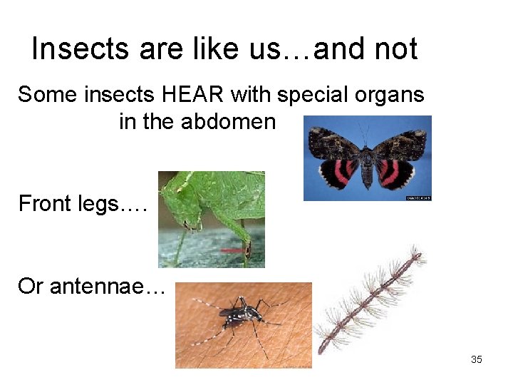 Insects are like us…and not Some insects HEAR with special organs in the abdomen