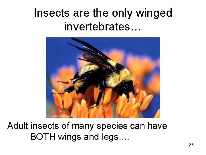 Insects are the only winged invertebrates… Adult insects of many species can have BOTH