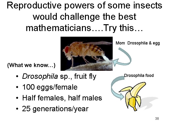 Reproductive powers of some insects would challenge the best mathematicians…. Try this… Mom Drosophila