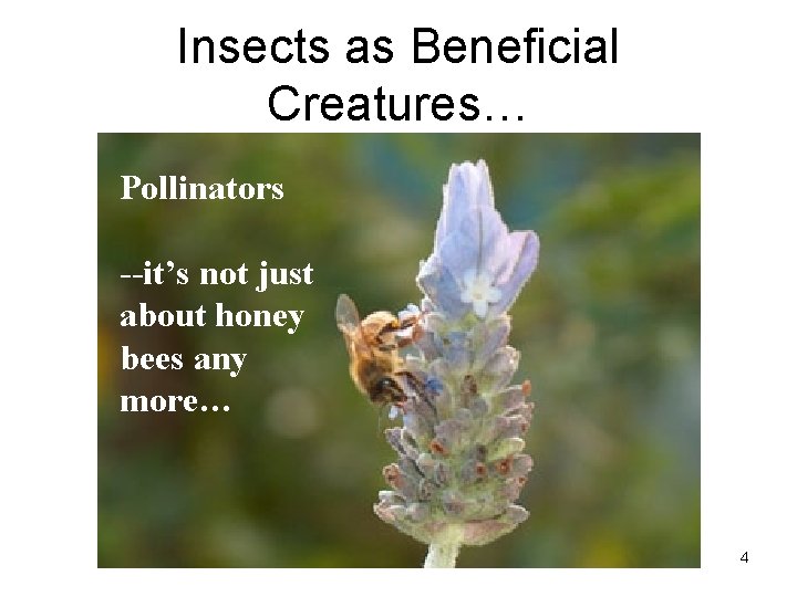 Insects as Beneficial Creatures… • Pollinators --it’s not just about honey bees any more…