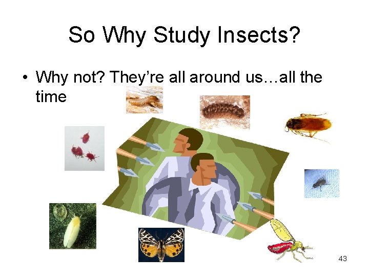 So Why Study Insects? • Why not? They’re all around us…all the time 43