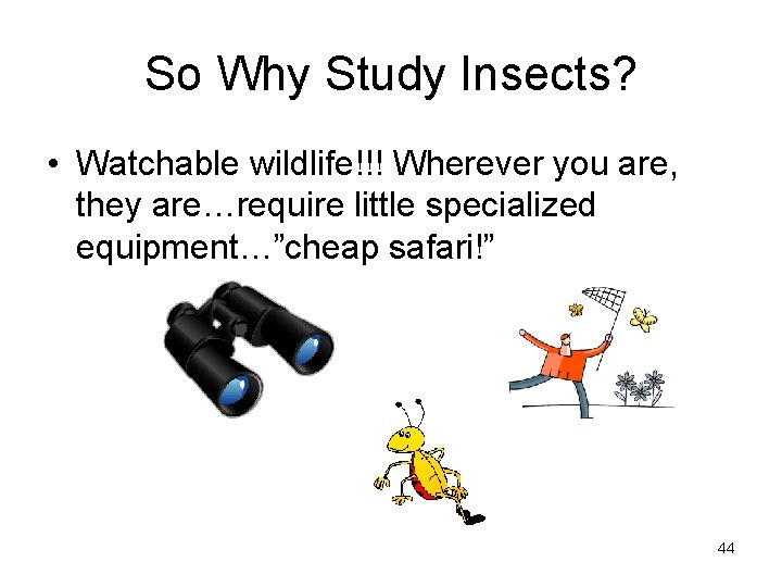 So Why Study Insects? • Watchable wildlife!!! Wherever you are, they are…require little specialized