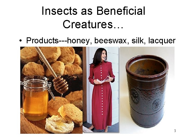 Insects as Beneficial Creatures… • Products---honey, beeswax, silk, lacquer 5 