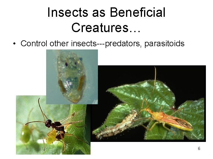 Insects as Beneficial Creatures… • Control other insects---predators, parasitoids 6 