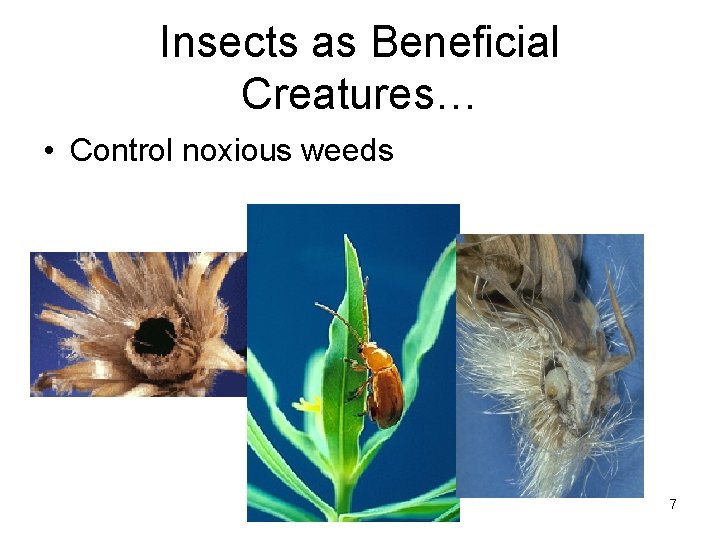 Insects as Beneficial Creatures… • Control noxious weeds 7 