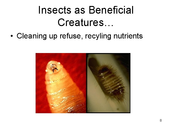 Insects as Beneficial Creatures… • Cleaning up refuse, recyling nutrients 8 