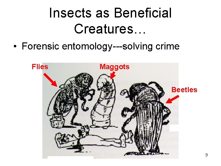 Insects as Beneficial Creatures… • Forensic entomology---solving crime Flies Maggots Beetles 9 