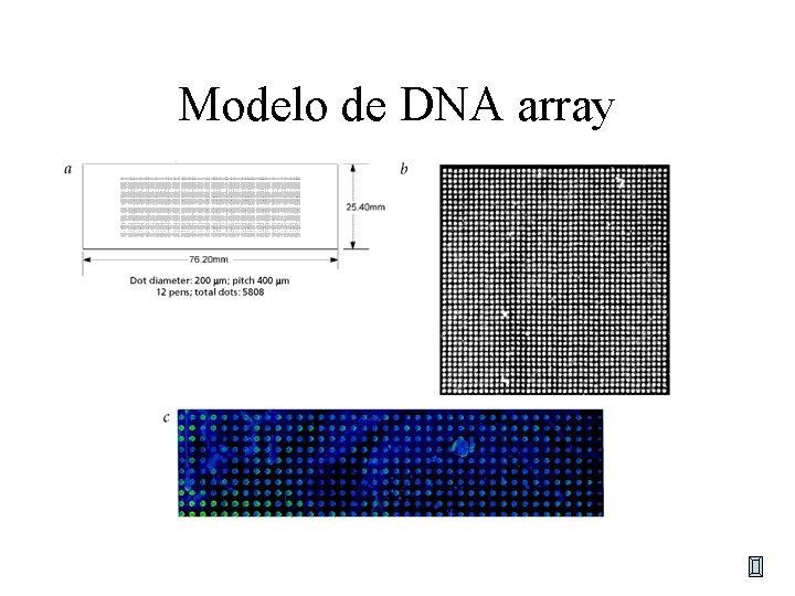 Modelo de DNA array Modelo de DNA array