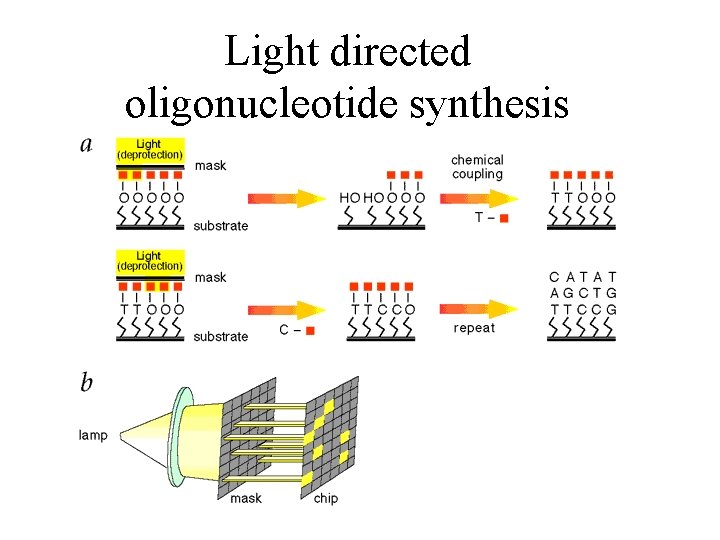 Light directed oligonucleotide synthesis Light directed oligonucleotide synthesis
