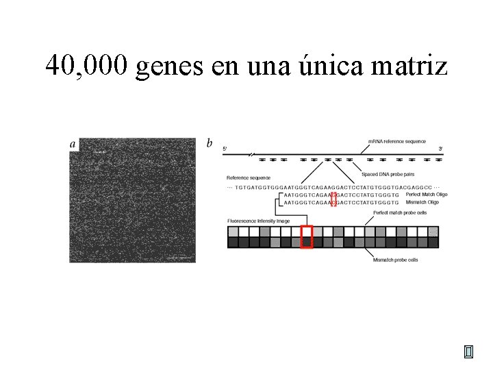 40, 000 genes en una única matriz 40, 000 genes en una única matriz
