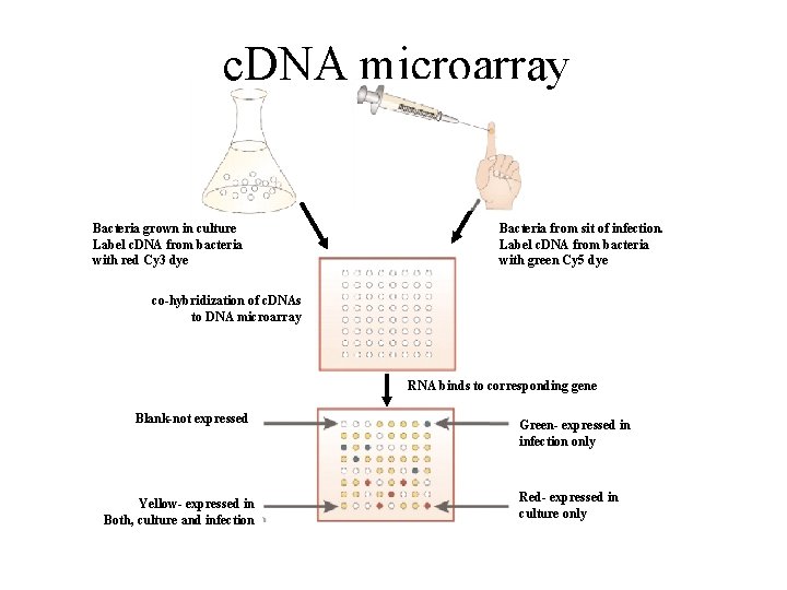 c. DNA microarray Bacteria grown in culture Label c. DNA from bacteria with red c. DNA microarray Bacteria grown in culture Label c. DNA from bacteria with red
