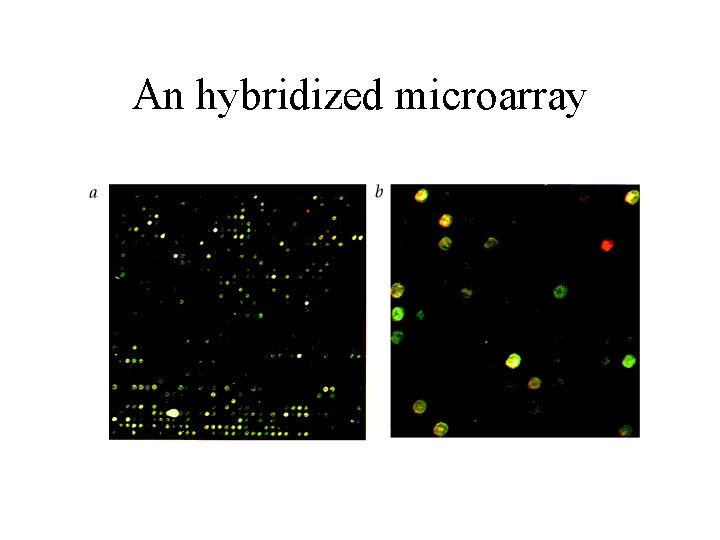 An hybridized microarray An hybridized microarray