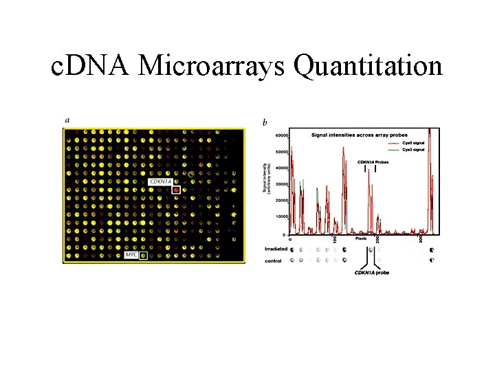 c. DNA Microarrays Quantitation c. DNA Microarrays Quantitation