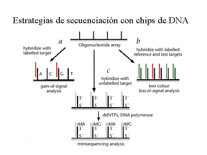Estrategias de secuenciación con chips de DNA Estrategias de secuenciación con chips de DNA