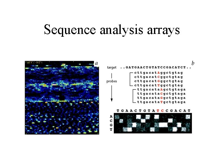 Sequence analysis arrays Sequence analysis arrays