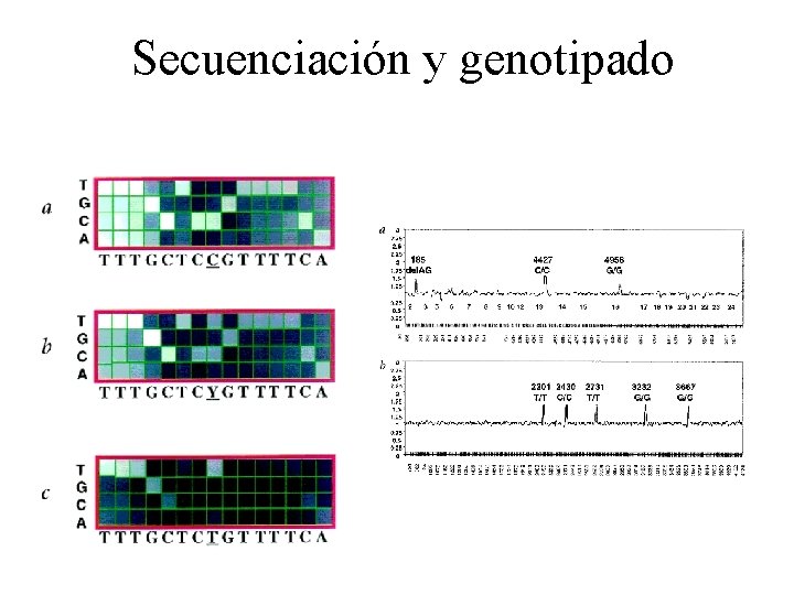 Secuenciación y genotipado Secuenciación y genotipado