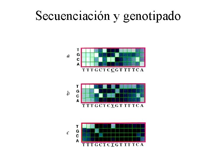 Secuenciación y genotipado Secuenciación y genotipado