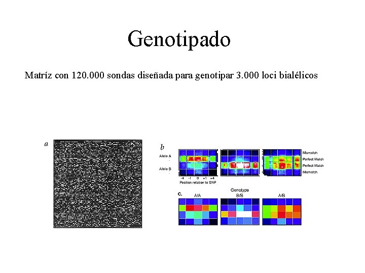 Genotipado Matríz con 120. 000 sondas diseñada para genotipar 3. 000 loci bialélicos Genotipado Matríz con 120. 000 sondas diseñada para genotipar 3. 000 loci bialélicos