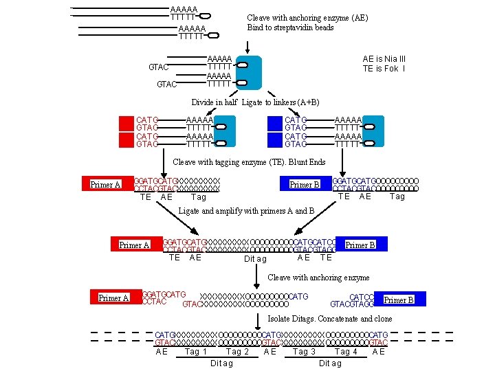 AAAAA TTTTT GTAC Cleave with anchoring enzyme (AE) Bind to streptavidin beads AAAAA TTTTT AAAAA TTTTT GTAC Cleave with anchoring enzyme (AE) Bind to streptavidin beads AAAAA TTTTT