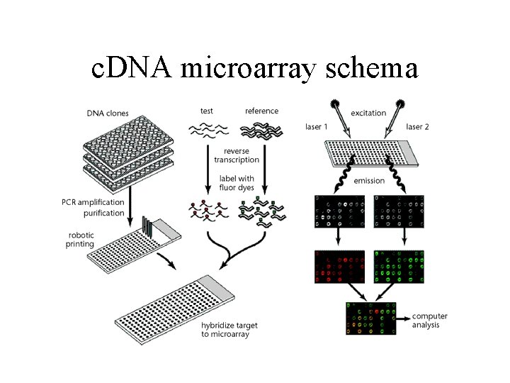 c. DNA microarray schema c. DNA microarray schema