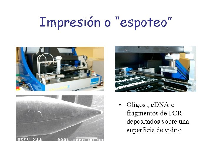 Impresión o “espoteo” • Oligos , c. DNA o fragmentos de PCR depositados sobre Impresión o “espoteo” • Oligos , c. DNA o fragmentos de PCR depositados sobre