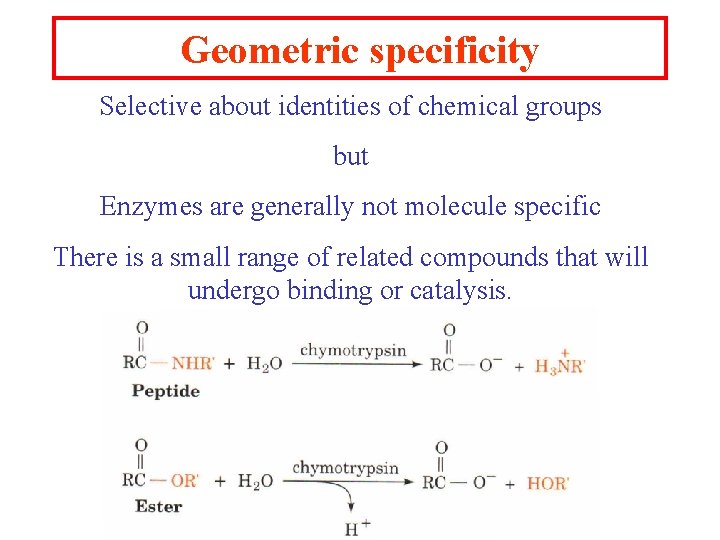 Geometric specificity Selective about identities of chemical groups but Enzymes are generally not molecule Geometric specificity Selective about identities of chemical groups but Enzymes are generally not molecule