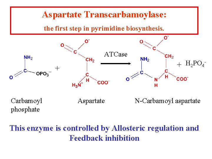 Aspartate Transcarbamoylase: the first step in pyrimidine biosynthesis. ATCase H PO + 2 4 Aspartate Transcarbamoylase: the first step in pyrimidine biosynthesis. ATCase H PO + 2 4