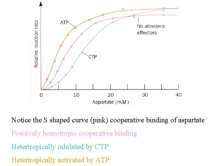 Notice the S shaped curve (pink) cooperative binding of aspartate Positively homotropic cooperative binding Notice the S shaped curve (pink) cooperative binding of aspartate Positively homotropic cooperative binding