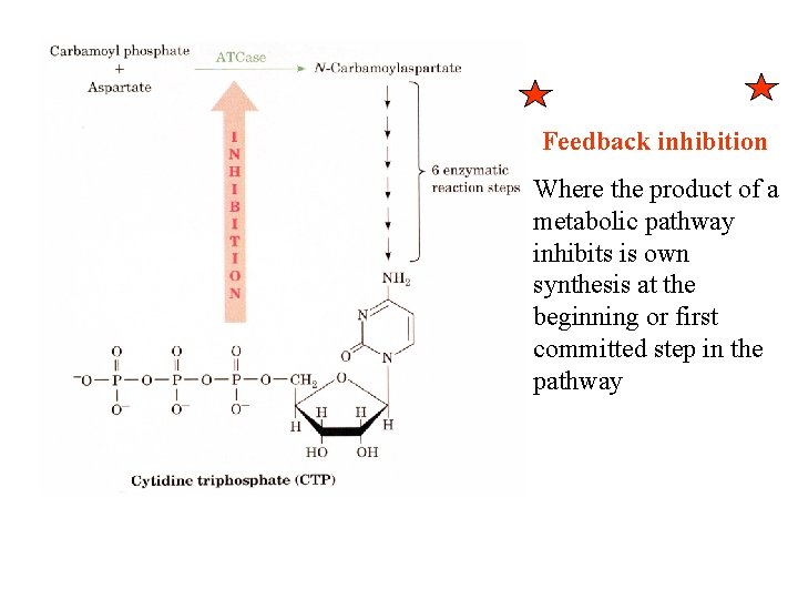Feedback inhibition Where the product of a metabolic pathway inhibits is own synthesis at Feedback inhibition Where the product of a metabolic pathway inhibits is own synthesis at