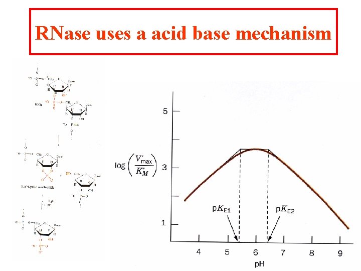 RNase uses a acid base mechanism RNase uses a acid base mechanism