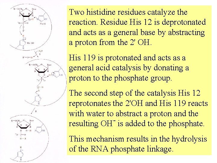 Two histidine residues catalyze the reaction. Residue His 12 is deprotonated and acts as Two histidine residues catalyze the reaction. Residue His 12 is deprotonated and acts as