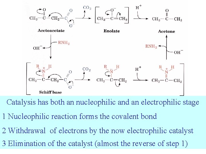 Catalysis has both an nucleophilic and an electrophilic stage 1 Nucleophilic reaction forms the Catalysis has both an nucleophilic and an electrophilic stage 1 Nucleophilic reaction forms the