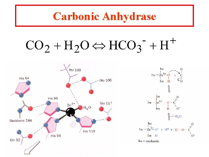 Carbonic Anhydrase Carbonic Anhydrase