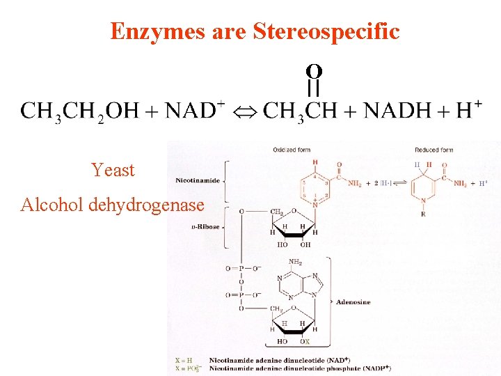 Enzymes are Stereospecific O Yeast Alcohol dehydrogenase Enzymes are Stereospecific O Yeast Alcohol dehydrogenase