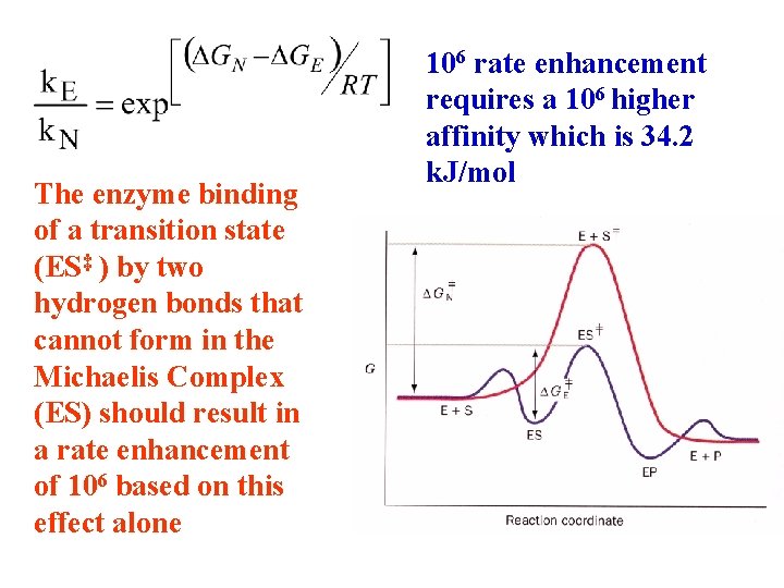 The enzyme binding of a transition state (ES‡ ) by two hydrogen bonds that The enzyme binding of a transition state (ES‡ ) by two hydrogen bonds that