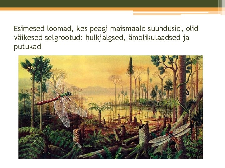 Esimesed loomad, kes peagi maismaale suundusid, olid väikesed selgrootud: hulkjalgsed, ämblikulaadsed ja putukad Esimesed loomad, kes peagi maismaale suundusid, olid väikesed selgrootud: hulkjalgsed, ämblikulaadsed ja putukad