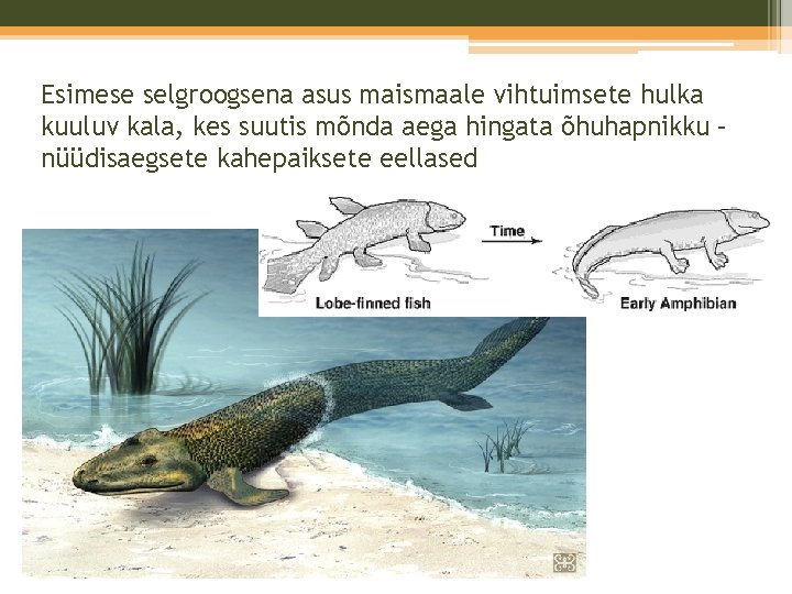 Esimese selgroogsena asus maismaale vihtuimsete hulka kuuluv kala, kes suutis mõnda aega hingata õhuhapnikku Esimese selgroogsena asus maismaale vihtuimsete hulka kuuluv kala, kes suutis mõnda aega hingata õhuhapnikku
