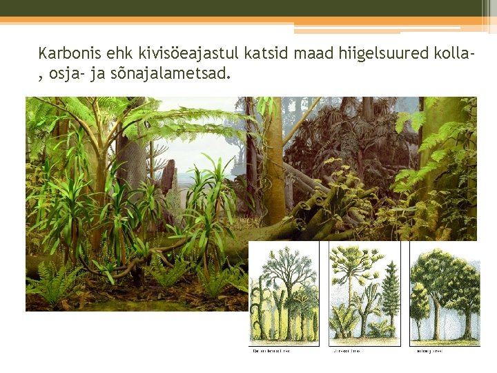 Karbonis ehk kivisöeajastul katsid maad hiigelsuured kolla, osja- ja sõnajalametsad. Karbonis ehk kivisöeajastul katsid maad hiigelsuured kolla, osja- ja sõnajalametsad.
