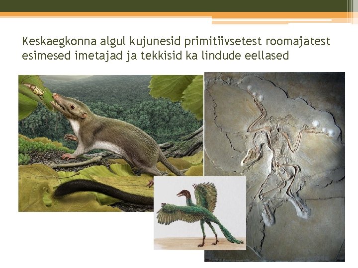 Keskaegkonna algul kujunesid primitiivsetest roomajatest esimesed imetajad ja tekkisid ka lindude eellased Keskaegkonna algul kujunesid primitiivsetest roomajatest esimesed imetajad ja tekkisid ka lindude eellased