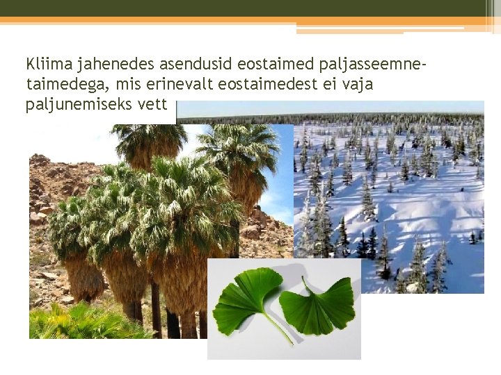 Kliima jahenedes asendusid eostaimed paljasseemnetaimedega, mis erinevalt eostaimedest ei vaja paljunemiseks vett Kliima jahenedes asendusid eostaimed paljasseemnetaimedega, mis erinevalt eostaimedest ei vaja paljunemiseks vett