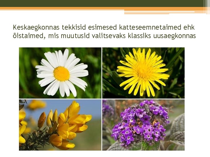 Keskaegkonnas tekkisid esimesed katteseemnetaimed ehk õistaimed, mis muutusid valitsevaks klassiks uusaegkonnas Keskaegkonnas tekkisid esimesed katteseemnetaimed ehk õistaimed, mis muutusid valitsevaks klassiks uusaegkonnas