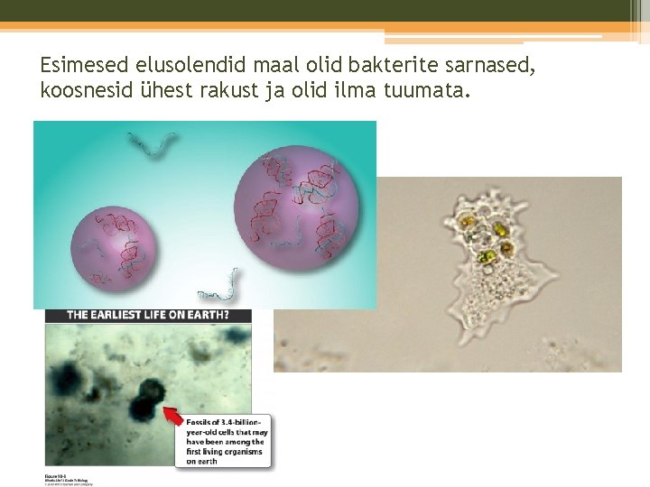 Esimesed elusolendid maal olid bakterite sarnased, koosnesid ühest rakust ja olid ilma tuumata. Esimesed elusolendid maal olid bakterite sarnased, koosnesid ühest rakust ja olid ilma tuumata.