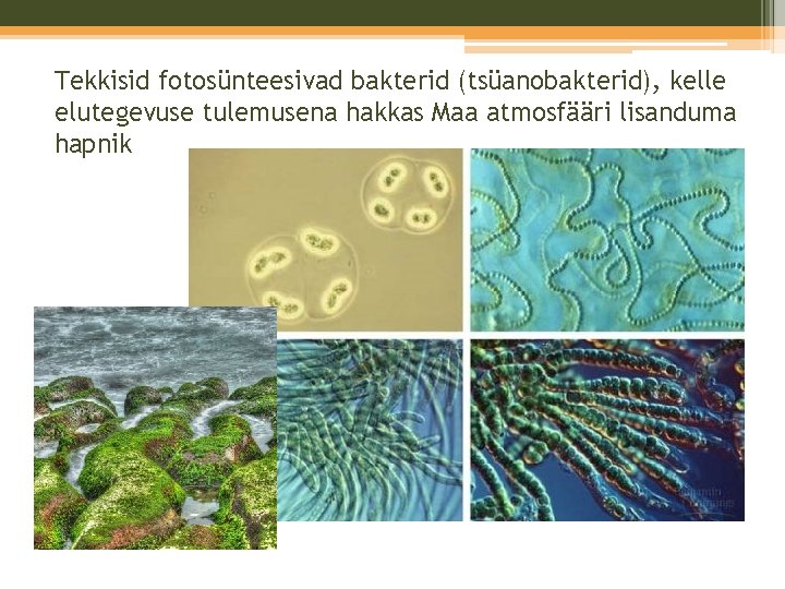 Tekkisid fotosünteesivad bakterid (tsüanobakterid), kelle elutegevuse tulemusena hakkas Maa atmosfääri lisanduma hapnik Tekkisid fotosünteesivad bakterid (tsüanobakterid), kelle elutegevuse tulemusena hakkas Maa atmosfääri lisanduma hapnik