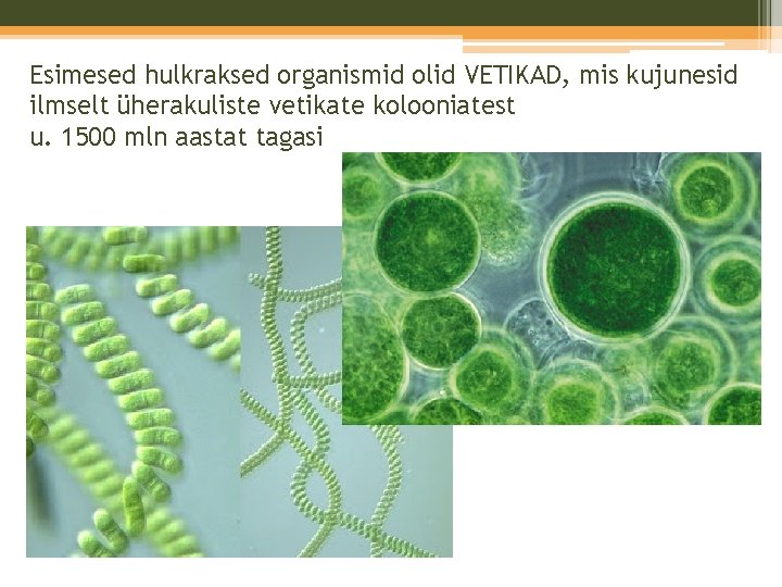 Esimesed hulkraksed organismid olid VETIKAD, mis kujunesid ilmselt üherakuliste vetikate kolooniatest u. 1500 mln Esimesed hulkraksed organismid olid VETIKAD, mis kujunesid ilmselt üherakuliste vetikate kolooniatest u. 1500 mln