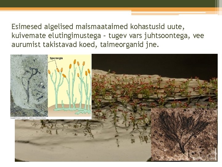 Esimesed algelised maismaataimed kohastusid uute, kuivemate elutingimustega – tugev vars juhtsoontega, vee aurumist takistavad Esimesed algelised maismaataimed kohastusid uute, kuivemate elutingimustega – tugev vars juhtsoontega, vee aurumist takistavad