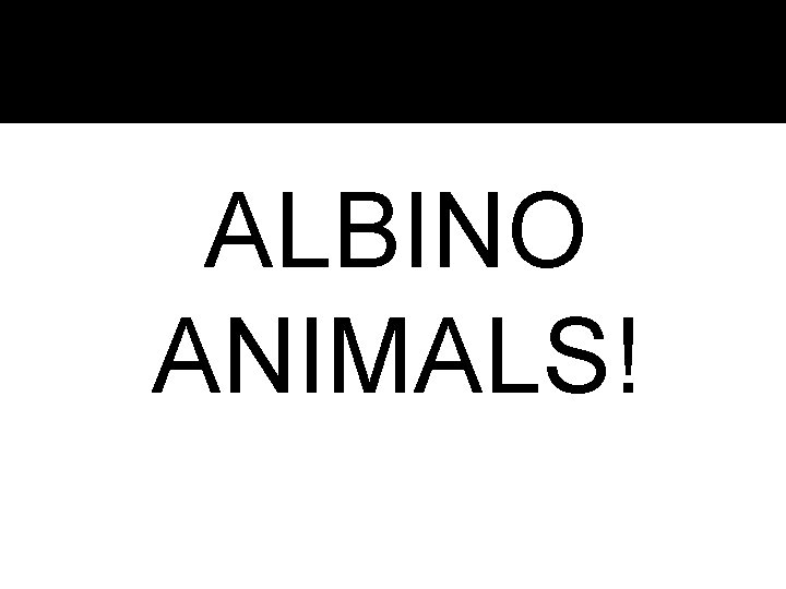 ALBINO ANIMALS! 